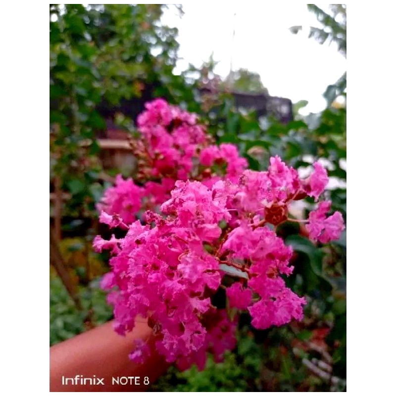 (bisa cod) promo pohon sakura jepang pink asli - tanaman hias