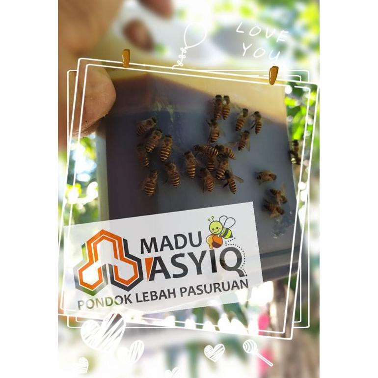 

[BAYAR DITEMPAT] MADU HUTAN LIAR ASLI APIS DORSATA/MADU MURNI