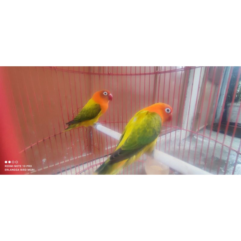 lovebird biola ewing