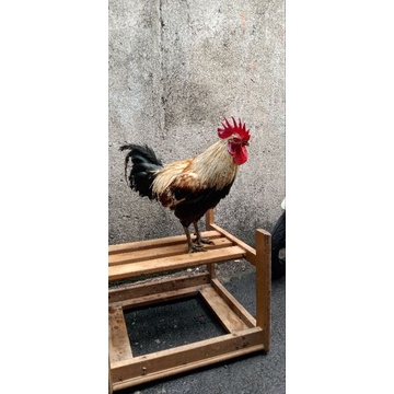 

ayam kampung