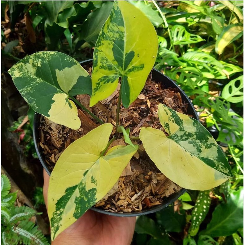 Syngonium Variegata Kuning / Syngonium Singonium