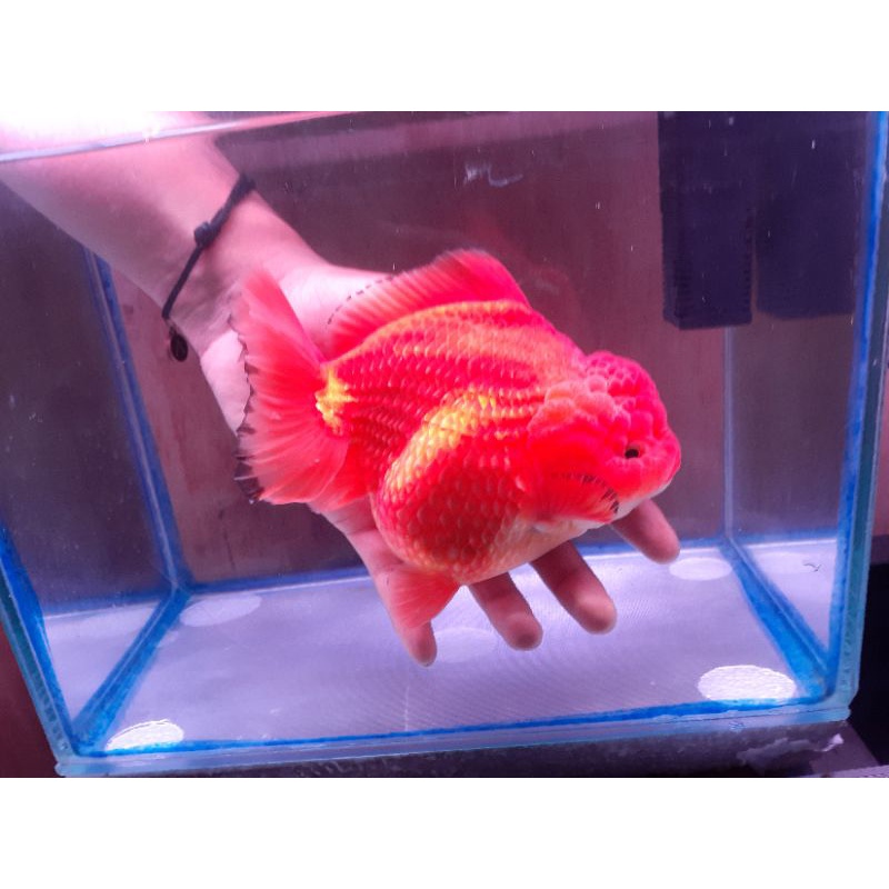 Oranda ShortBody
