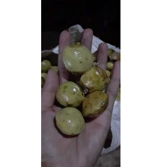 

(N-N7N-♥☞) jengkol muda / lalap / sayuran 250g murah