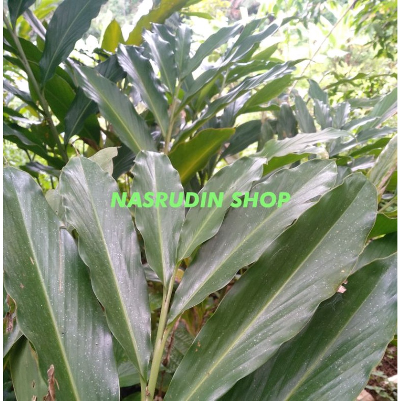 

DAUN KAPULAGA SEGAR / DAUN KAPOL