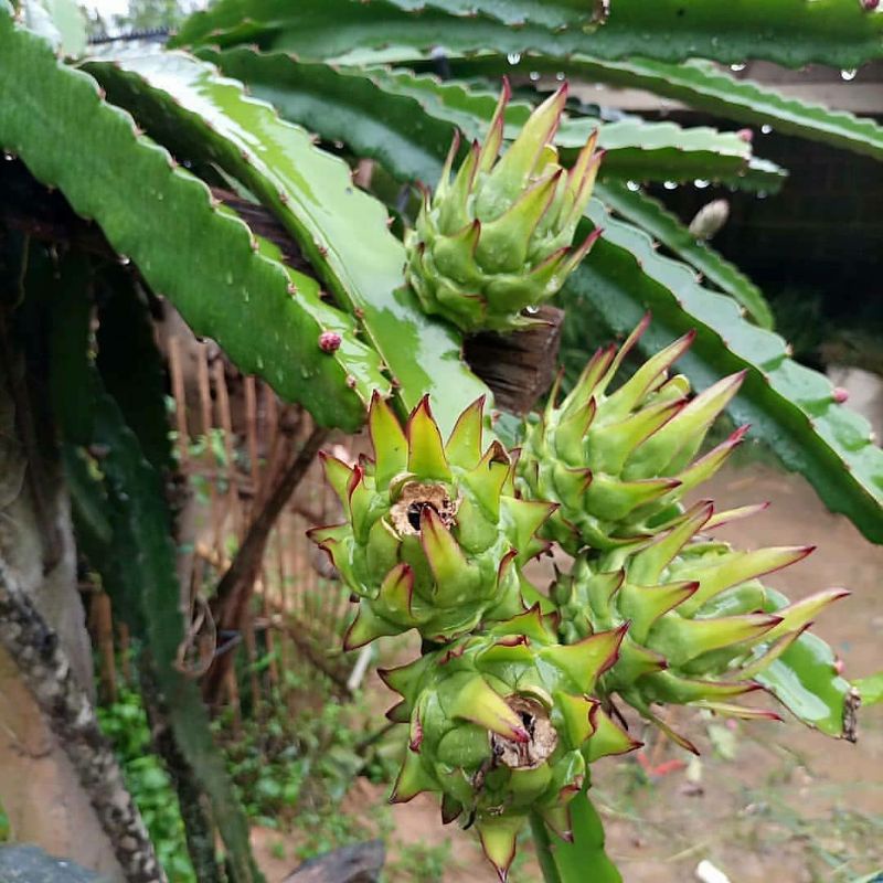 Pupuk Organik Pelebat Buah Dan Booster Buah Naga Cepat Berbuah Lebat