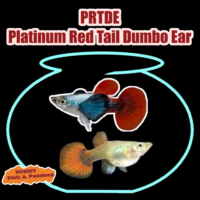 SEPASANG Guppy PRTDE Platinum Red Tail Dumbo Ear INDUKAN Grade A Pair