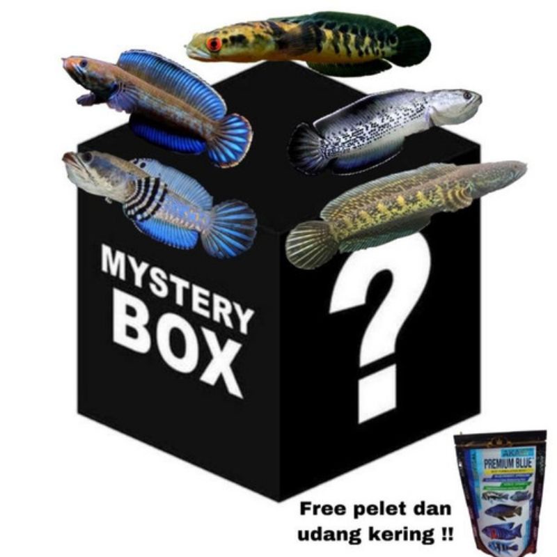 msytery box ikan channa murah