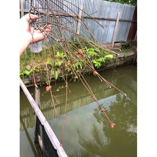 Hoya Spartioides Rimbun