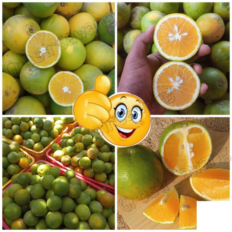

SALE JERUK BABY JAVA MURAH GRADE SUPER COCOK UNTUK MPASI LANSIA DAN SEGALA USIA