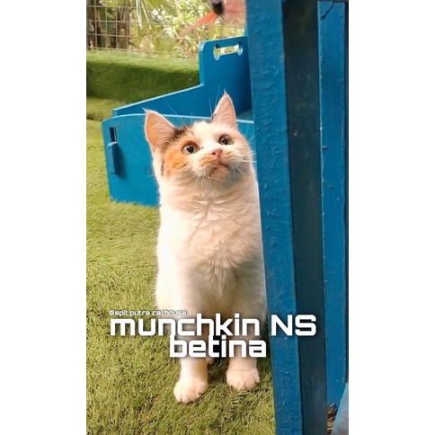 Munchkin NS