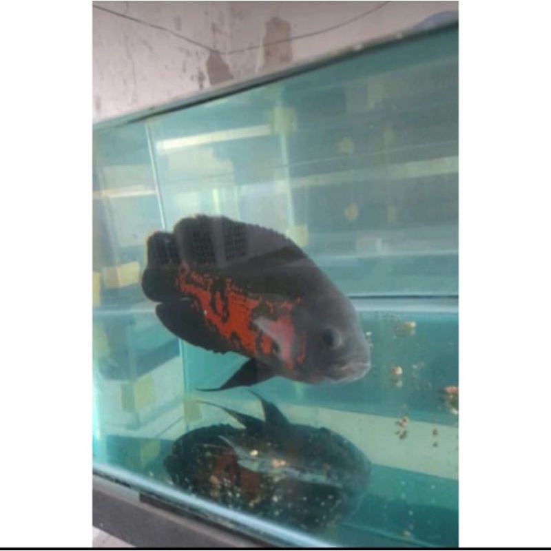 mainan ikan Oscar batik tiger