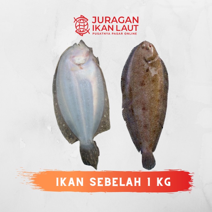 

Ikan Sebelah Segar Berkualitas - 1 Kilogram