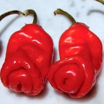 Biji Benih Bibit Tanaman Cabe Pedas Red Peter Pepper Cabai Hias Pedas 10 Biji