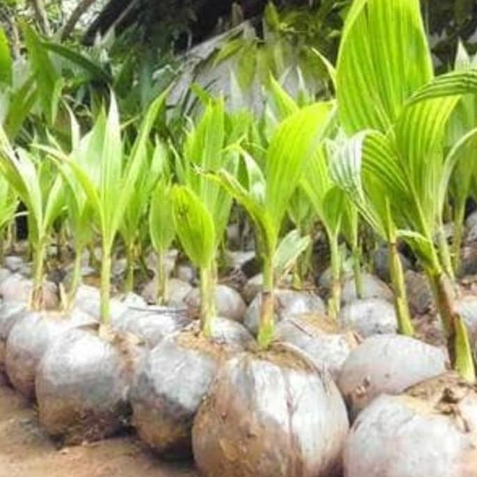 Bibit Kelapa Entog - Kelapa Entok - Kelapa Hijau Besar Super Genjah