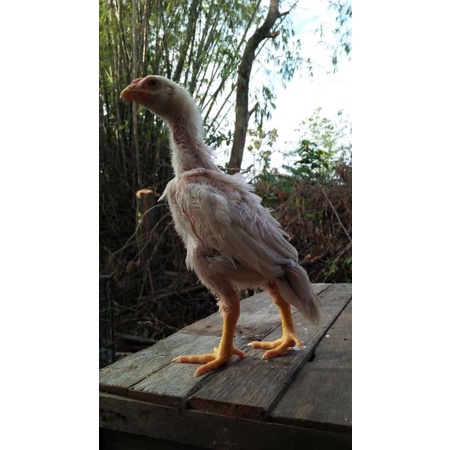 Vitamin VitaChik Kesehatan Bonus Anakan Ayam Trah Shamo Tulangan Besar Tegap Mental Jawara