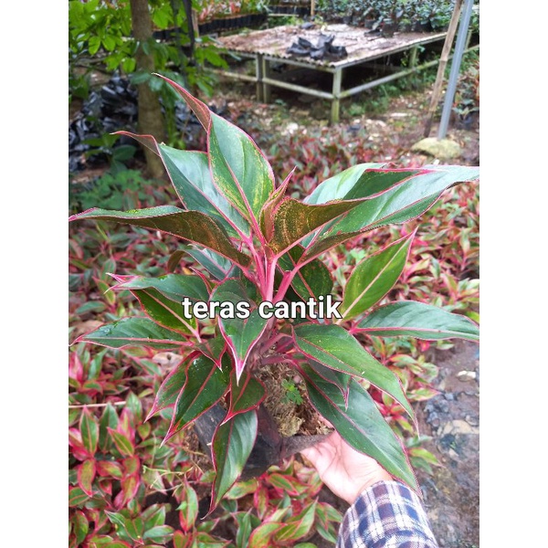 tanaman hias aglonema red aurora-tanaman hias aglonema
