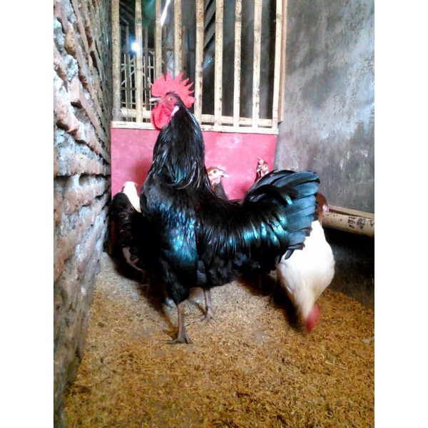 

telur/frtil/ayamKPU
