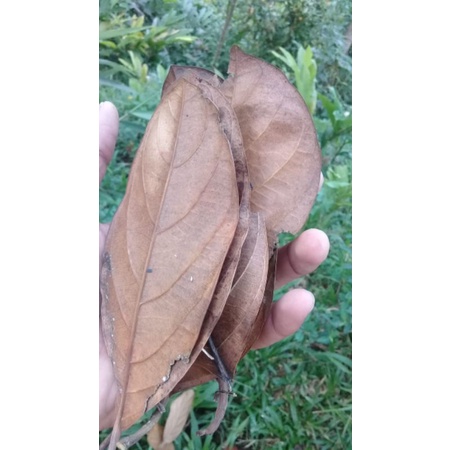 

50 lembar daun nangka kering