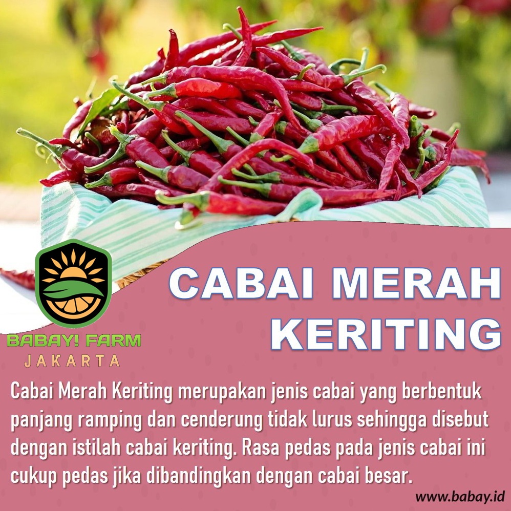 

Cabe Merah Keriting / Cabai Merah Keriting 250 500 gram / 1 Kg