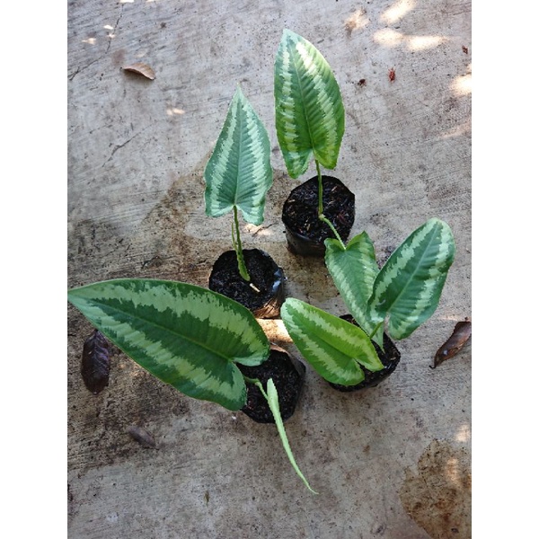 Homalomena Andromeda