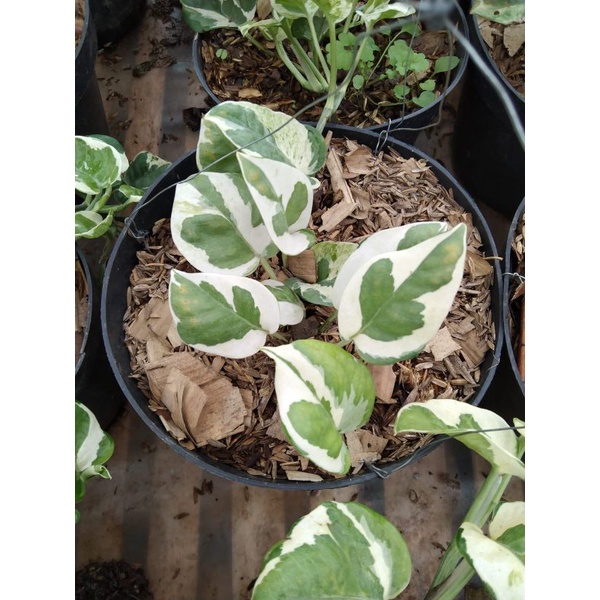 eppipremnum njoy / srigading njoy / devil's ivy