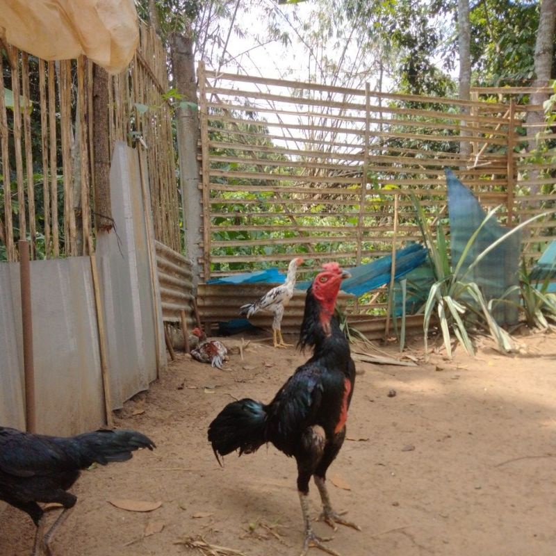 

Telur ayam Bangkok Mangon kumbang hitam asli fress dan fertil
