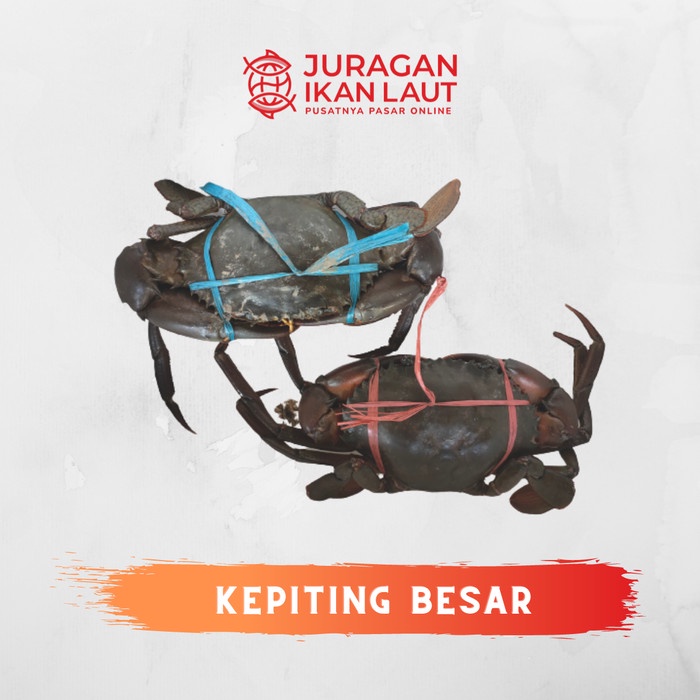 

Kepiting Besar Segar Fresh Berkualitas Isi 2/3 - 1 Kilogram