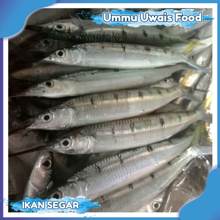 

Ikan Julung Julung Segar - 1 Kilogram
