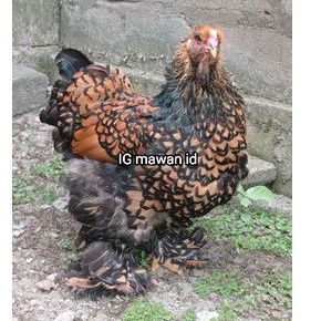 

Telur ayam hias brahma gold leced ori