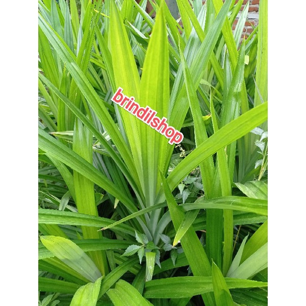 

Daun pandan wangi