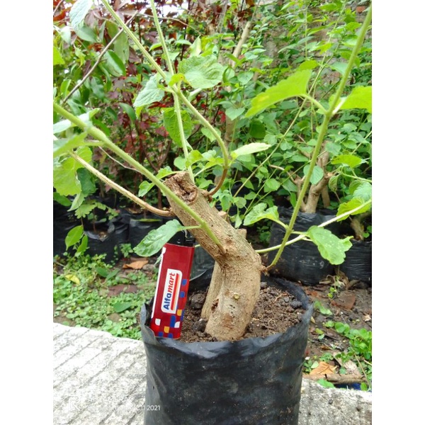 Bahan bonsai lantana bunga orange berkarakter.