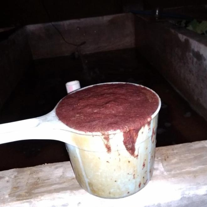 Pakan Ikan Cacing Sutra Hidup Segayung Pakan Cupang