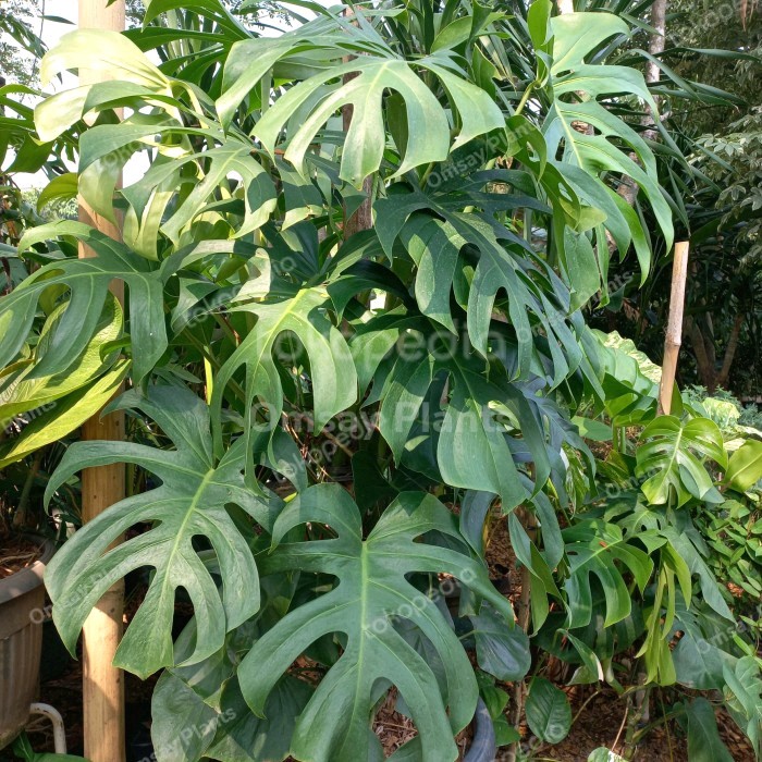 Monstera Borsigiana