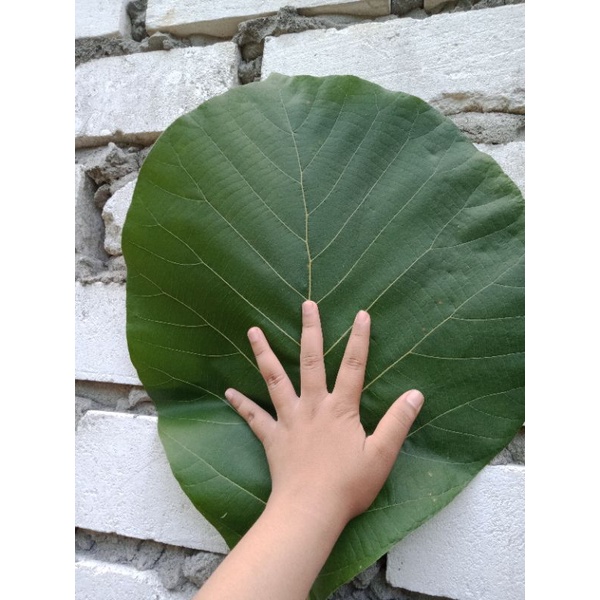 

Daun Jati Segar Bungkus Makanan Tradisional ( 10 pcs )