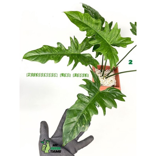 TANAMAN HIAS PHILODENDRON LIME FIDDLE - PHILODENDRON DRAGON