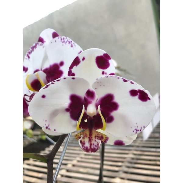 Anggrek Bulan Putih Totol Ungu