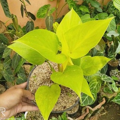 homalomena golden