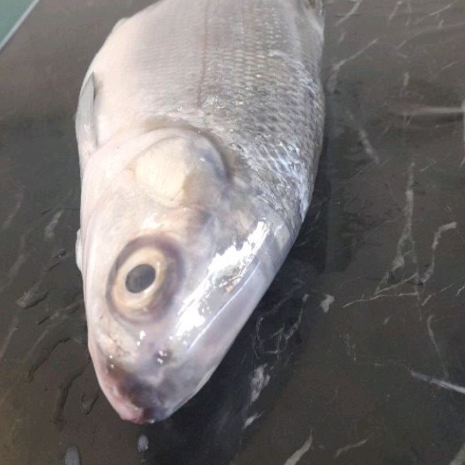 

bandeng laut besar 1kg up