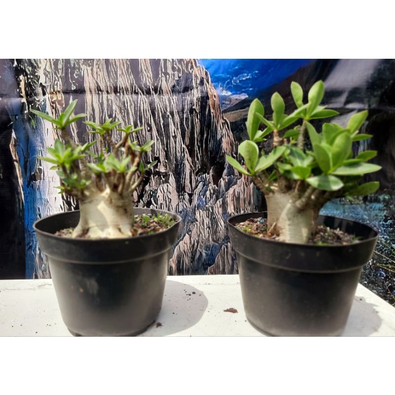 PROMO! 2 plants Adenium Godji series Nomsod DD Own Jam