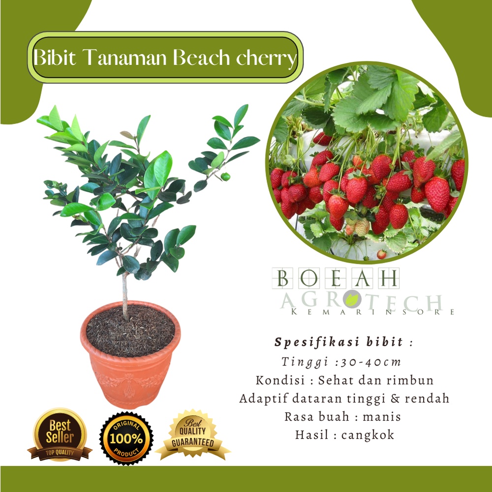 Bibit Tanaman Buah Beach Cherry  Kondisi Berbunga Tanaman BeachCherry Berbunga Rimbun