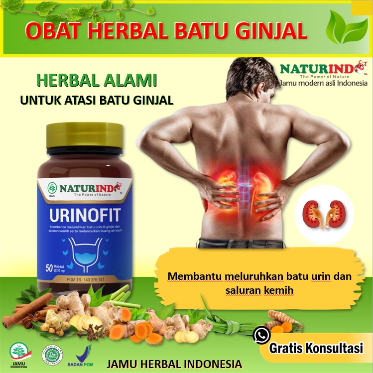 Herbal Alami Batu Ginjal Sulit Kencing Sakit Prostat Infeksi Saluran Kencing Anyang Anyangen Atasi S