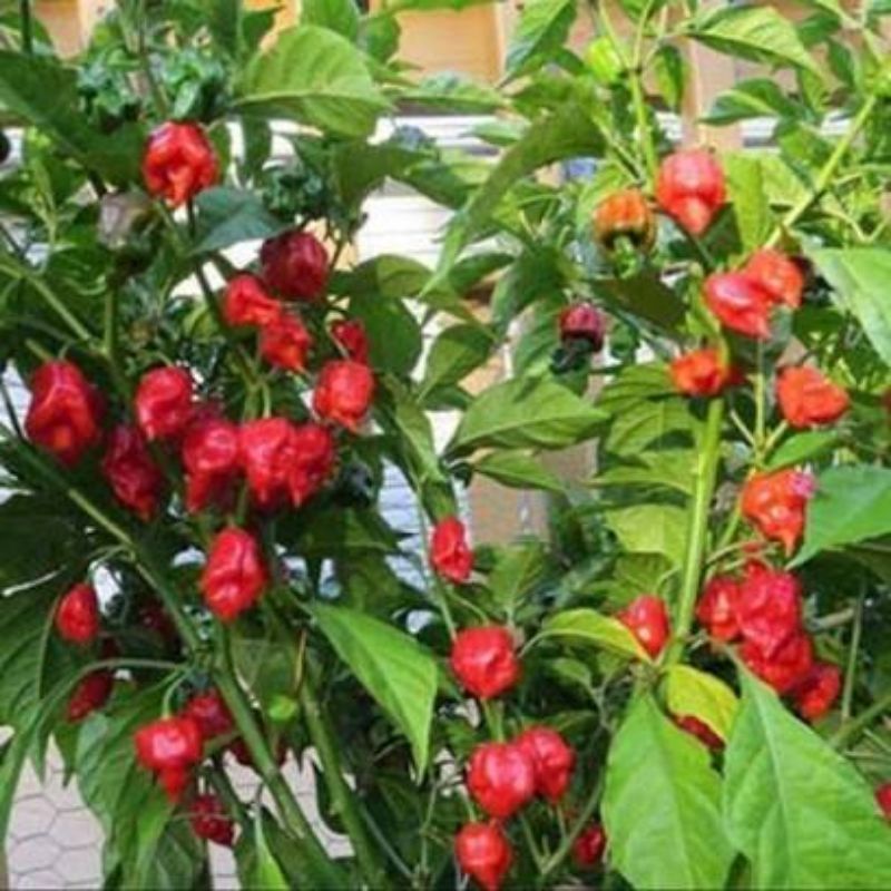 

biji cabe Carolina reaper/biji