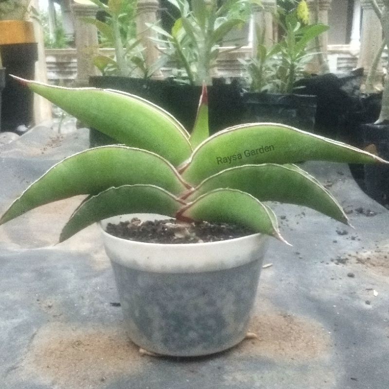 sansevieria robusta dwarf sansivera lidah mertua
