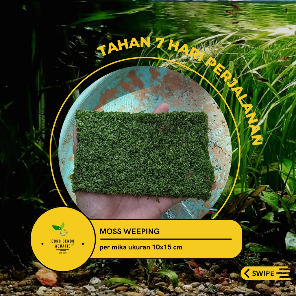 Moss Weeping Aquascape clump / moss aquascape / moss akuarium