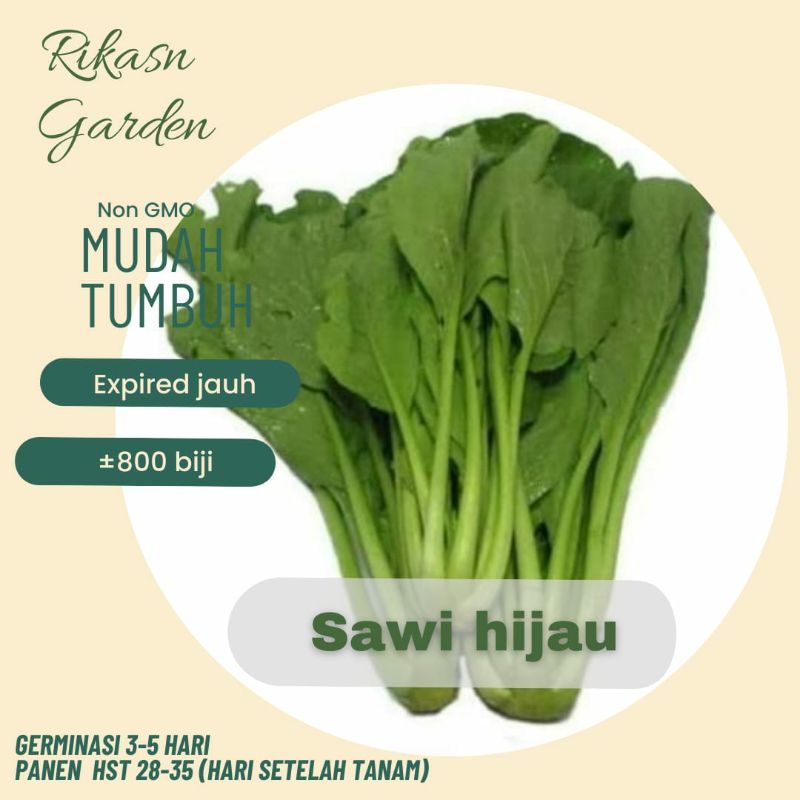 KHUSUS BATAM, BARELANG, BUKIT BARELANG  Benih biji bibit sawi hijau super