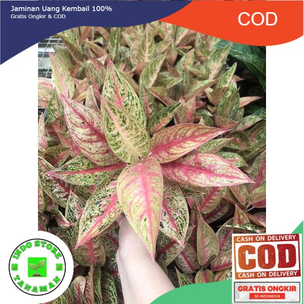 Aglaonema red legacy