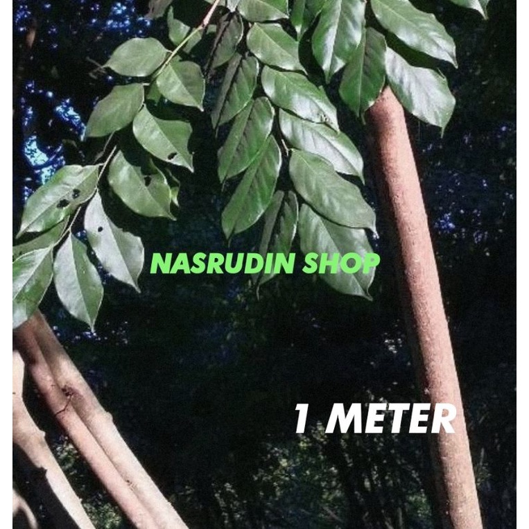 

[Fresh] BIBIT ANGSANA 1 METER 1KG SIAP TANCAP BISA UNTUK PAGAR HIDUP