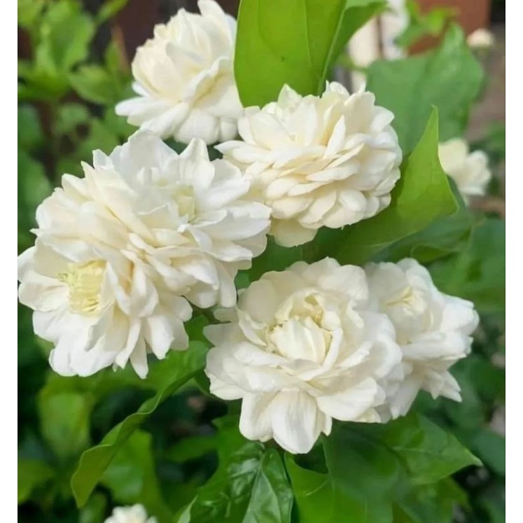 Bunga Melati telur / Tanaman hias melati harum