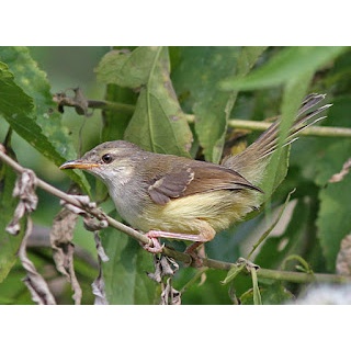 Burung Ciblek Semi