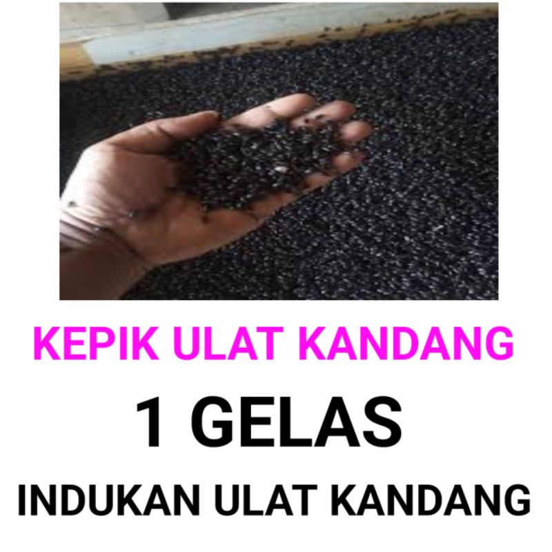 indukan ulat kandang// kepik ulat kandang